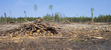 Kanada'da günlüğü