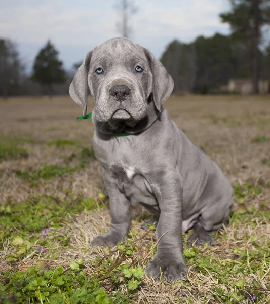 Blue eyed Dog pup — Stockfoto