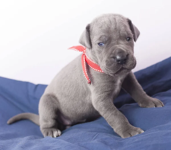 Joven gran cachorro danés — Foto de Stock