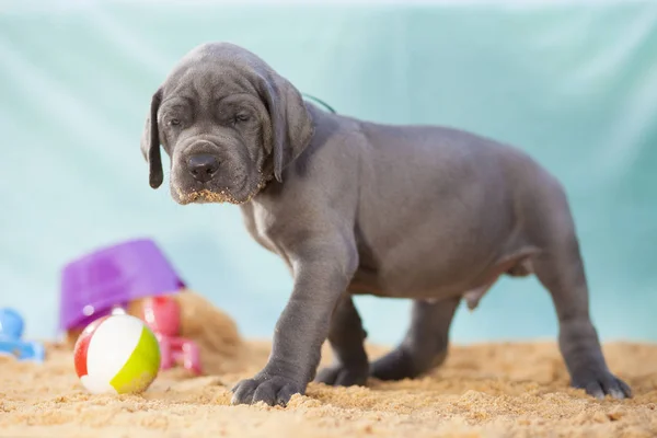 Sandy perro de pura raza — Foto de Stock