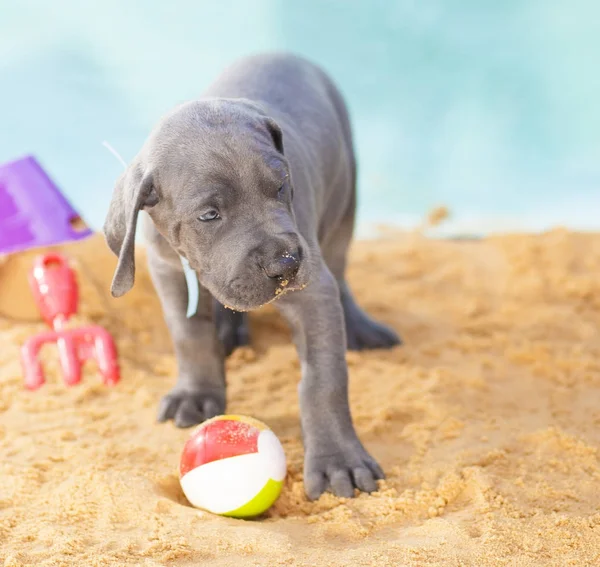 Protector de pelotas de pura raza — Foto de Stock