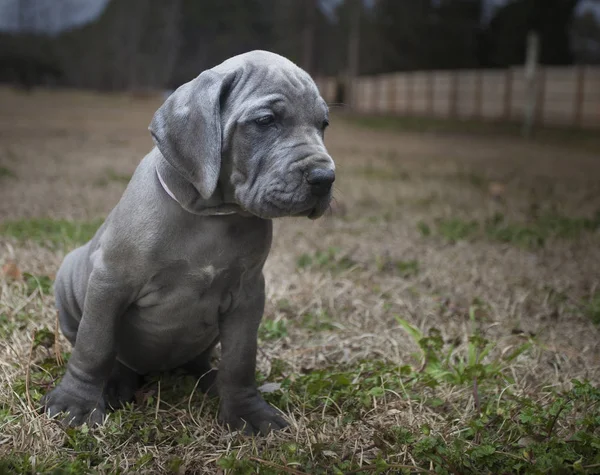 Raszuivere Duitse Dog pup — Stockfoto