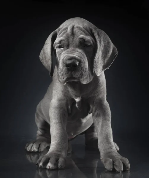 グレートデーンの子犬 — ストック写真