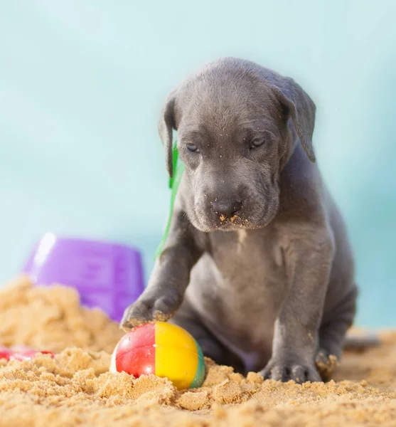 Cachorro egoísta con una pelota de playa — Foto de Stock