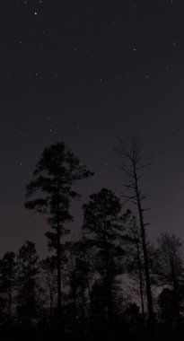 Ağaç siluetleri geceleri
