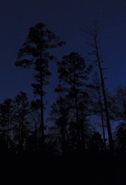 Karanlık ve yıldızlı gece