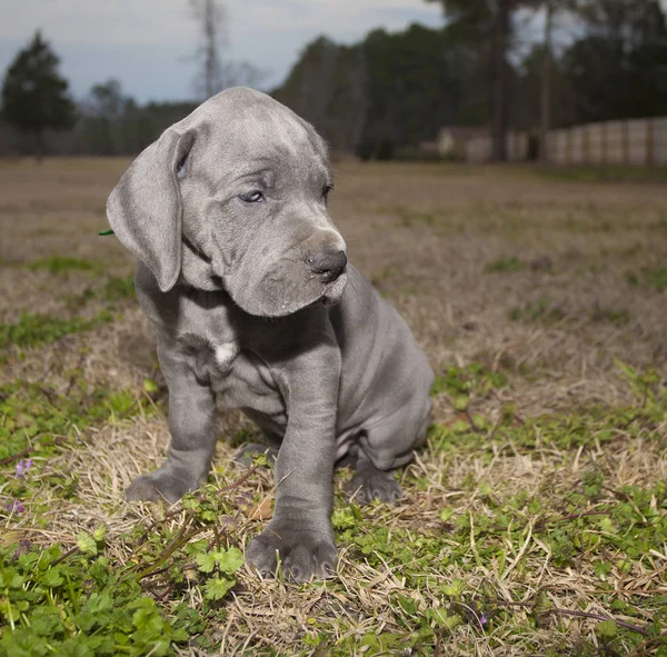 Moe puppy in de schemering — Stockfoto