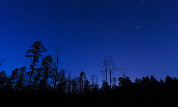 Noche sobre el bosque — Foto de Stock