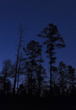Kalın bir orman özetleyen yıldız