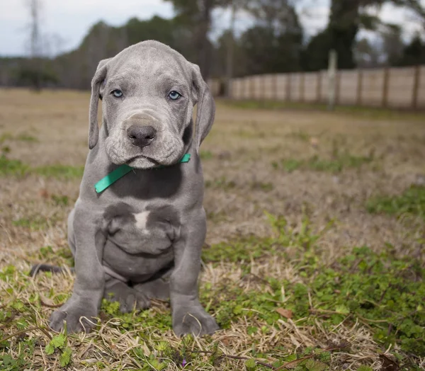 Chagrijnig Duitse Dog pup — Stockfoto