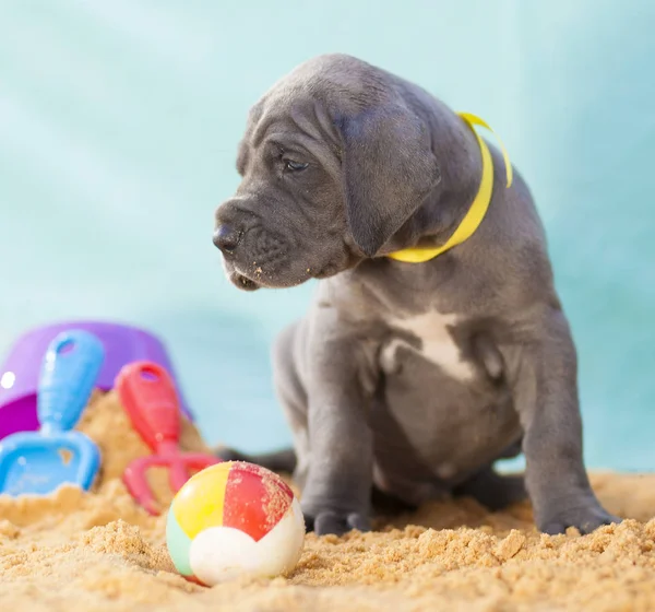 Strand hondplaj köpek — Stockfoto