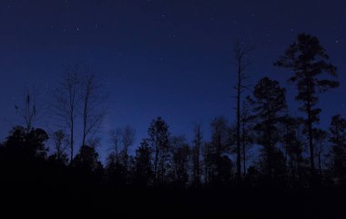 Kuzey Carolina 'da Starry gece
