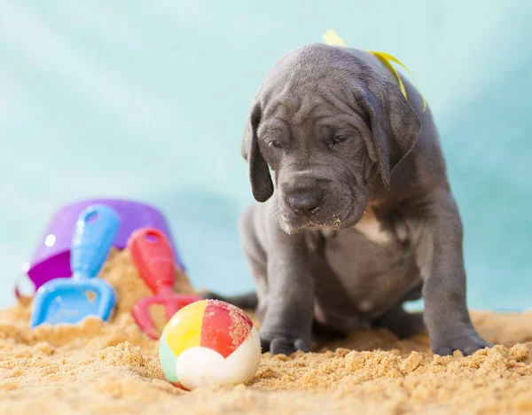 Triest pup — Stockfoto