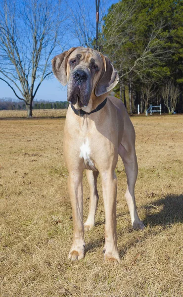 Nieuwsgierig bruin Great Dane raspaard — Stockfoto