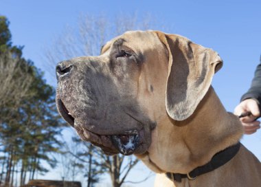 Safkan kahverengi büyük Dane