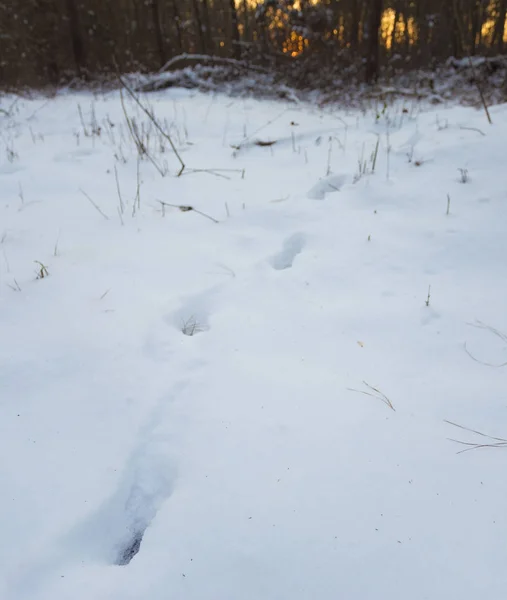 Huellas de ciervo en la nieve al atardecer — Foto de Stock