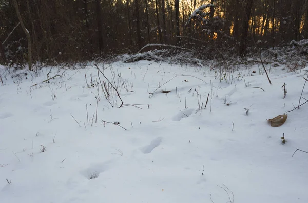 Pistes de cerfs dans la neige au coucher du soleil — Photo