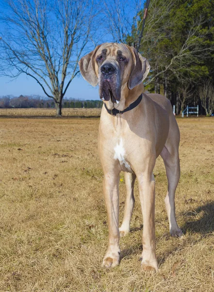 Puro macho Great Dane — Fotografia de Stock