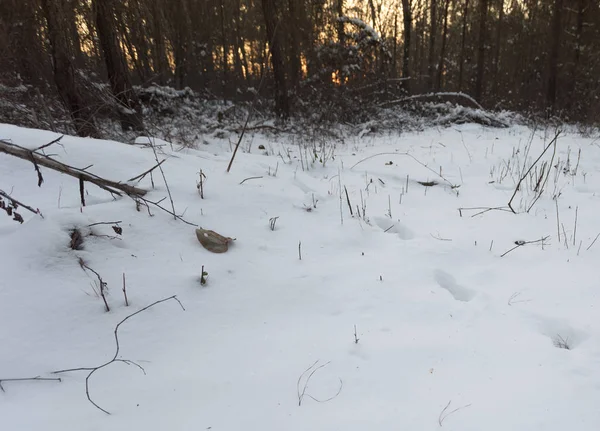 Pistas de ciervos en la nieve — Foto de Stock