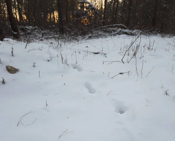 Pistas de ciervos en un bosque nevado — Foto de Stock