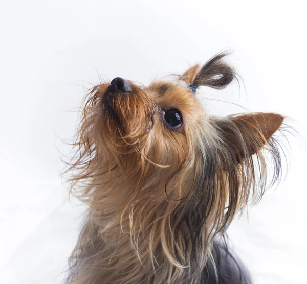 Yorkshire terrier em branco esperando por um deleite — Fotografia de Stock