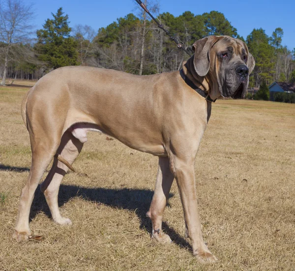 Great Dane rasechte uit voor een wandeling — Stockfoto