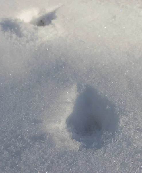 Tracce di cervi nella neve — Foto Stock