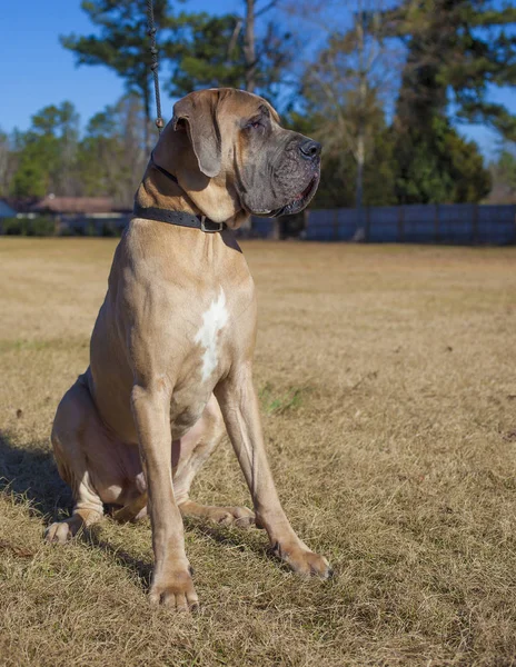 Zittend rasechte Great Dane — Stockfoto