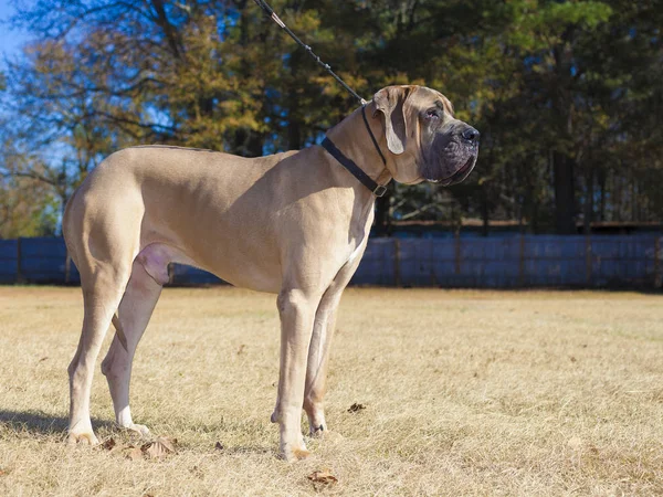 Rasechte Great Dane aangelijnd — Stockfoto