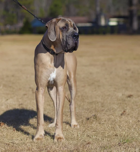 Grande dinamarquês puro macho em um campo de inverno — Fotografia de Stock