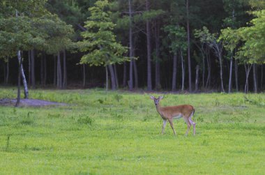 Genç beyaz kuyruklu geyik kadife boynuzlu