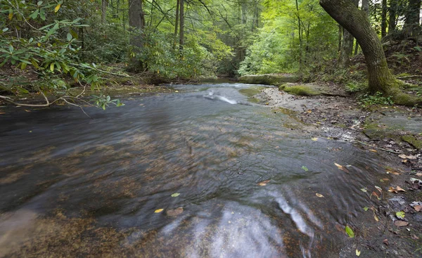 Wald mit Bach in Nordkarolina — Stockfoto