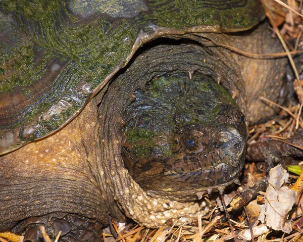 Nyálas és nagy teknős a vadonban — Stock Fotó