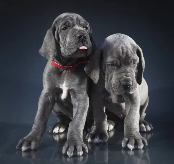 Puppies not happy about their pictures — Stock Photo, Image