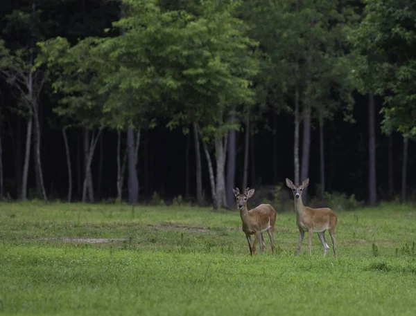 Par de veados Whitetail — Fotografia de Stock