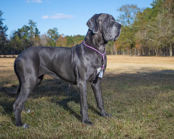 Great Dane står på ett fält — Stockfoto