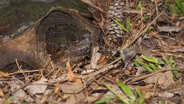 Tortuga grande mirando la cámara — Foto de Stock