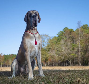 Yalnız görünen Büyük Danimarkalı safkan köpek