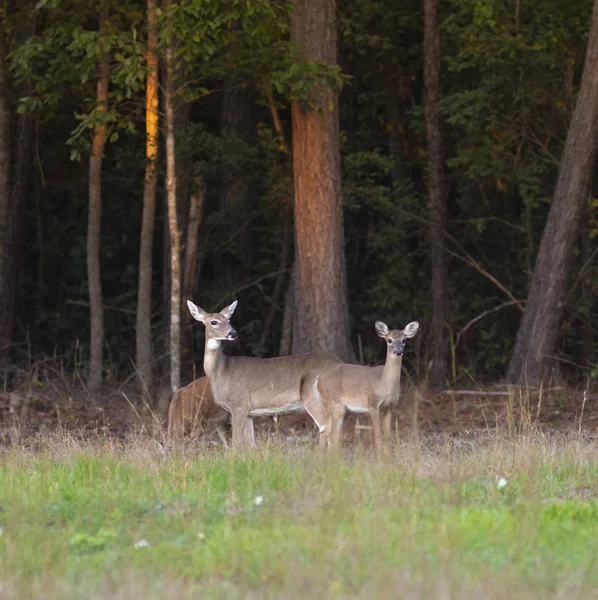 Two yearlings and their doe — Stock Photo, Image