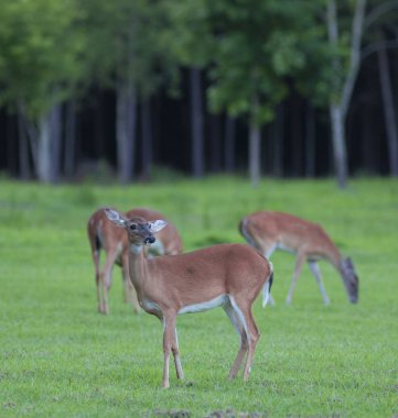 Beyaz kuyruklu geyik sürüsü
