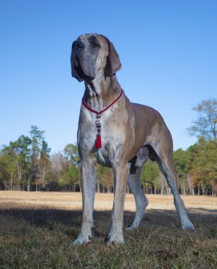Büyük Danimarkalı safkan güz tarlasında duruyor