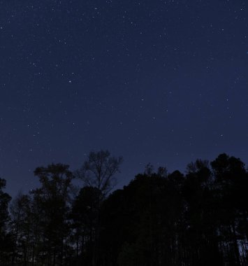 Karanlık ağaçların üzerinde yıldızlar