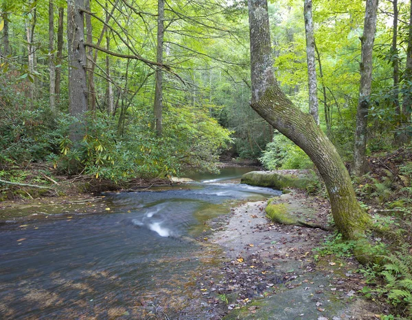 Bach in einem dichten Wald — Stockfoto