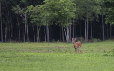 Beyaz kuyruklu geyik geyiği işareti