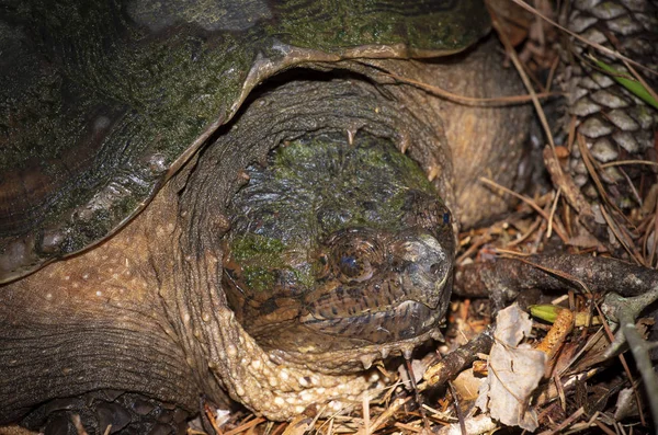 Tortuga observándote cuidadosamente —  Fotos de Stock