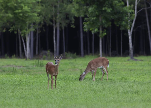 Whitetail deer couple on a field — Stock Photo, Image