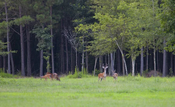 Deer herd in North Carolina — Stock Photo, Image