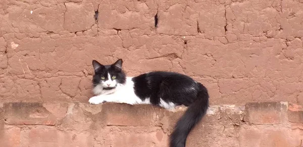 Oreo Der Mauer — Stockfoto