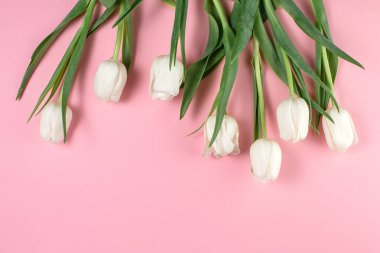 Pembe arka planda beyaz laleler.