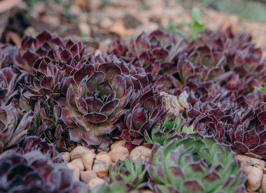 Sempervivum tectorum, Common Houseleek, çiçek saksısında yetişen çok yıllık bitki. Doğadaki Sempervivum